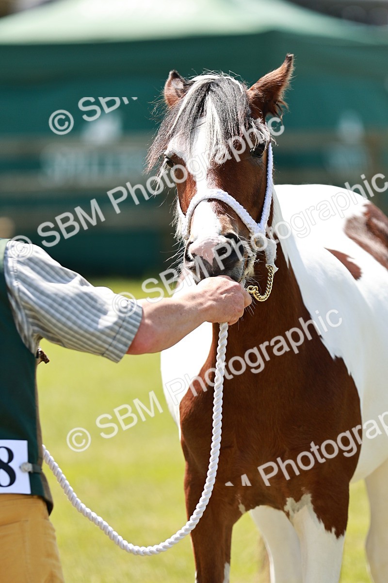 SBM_05506 - Class 41-45 - Riding Pony-Hunter Pony Breeding
