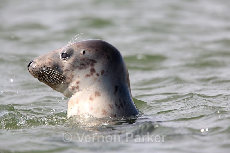 Seal Pup.  Blakney Point - Wildlife