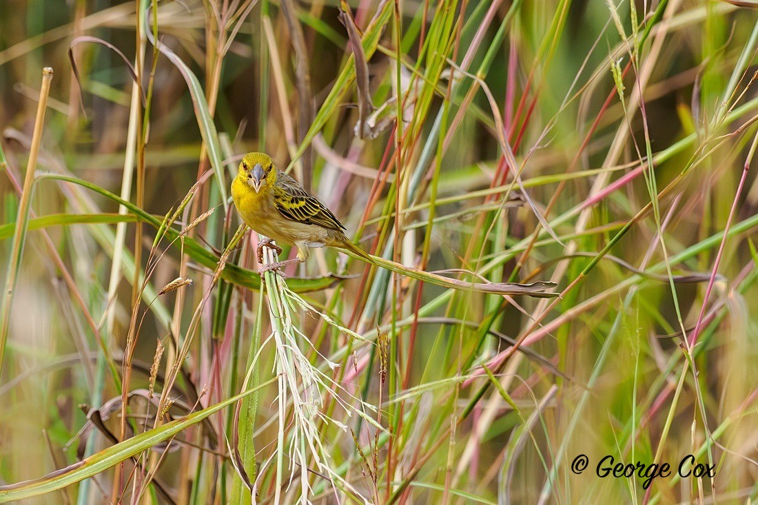 Village Weaver - Gambia 2025