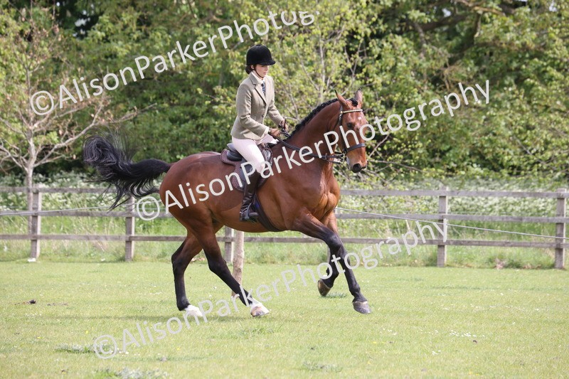 20260426-4347 - Class 34 - Best Riding Horse Over 14.2hh
