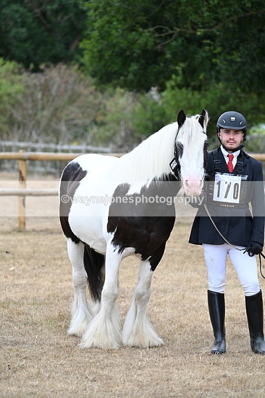 WJ7_9478 - Class 5 Most Handsome Gelding (up to 14.2hh)