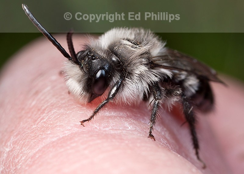 Andrena cineraria (m)