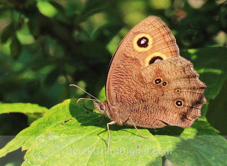 Common Wood-Nymph - 1 - Butterflies & Moths of Atlantic Canada