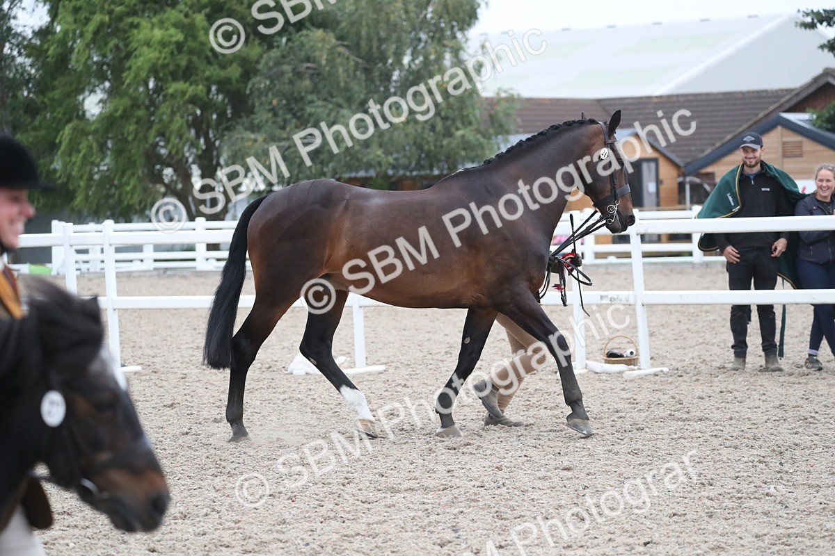 SBM_18438 - Class 318 IH Part bred Horse/Pony