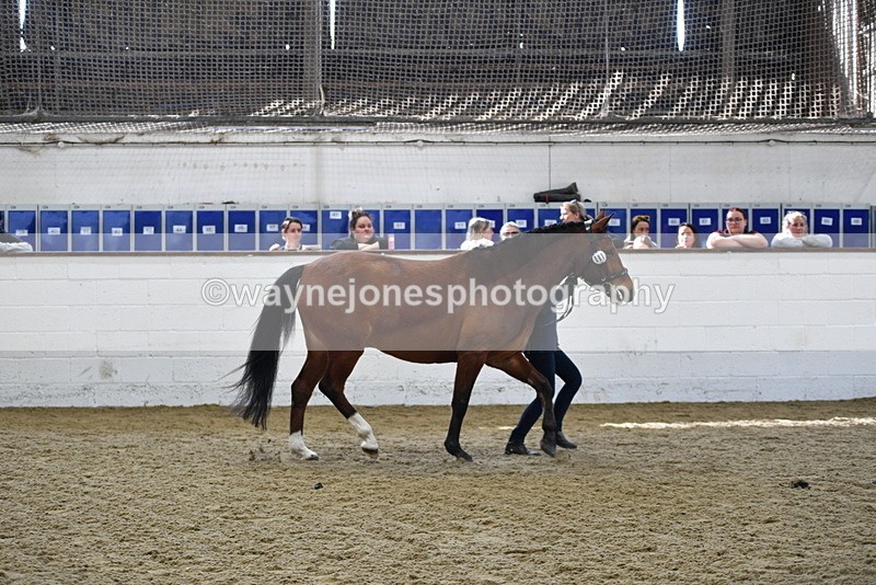 WJ5_4523 - Class 3 Part Bred In hand