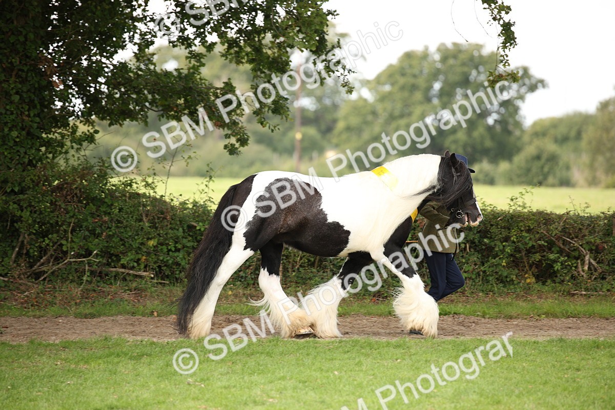 SBM_62937 - In Hand Horse Supreme Championship