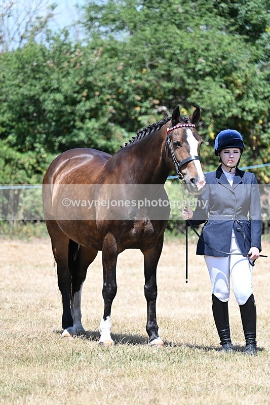 WJ7_2373 - Class 5a Most Handsome Gelding in hand (above 14.2hh)