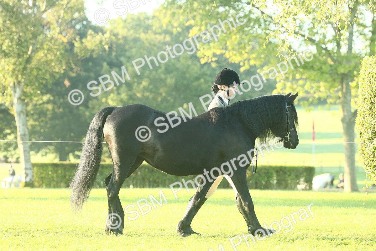 SBM_57307 - S37 - Starters In Hand Showing
