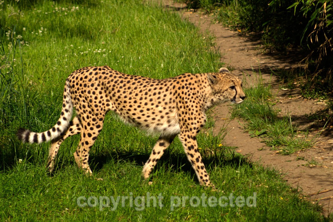 Abasi - Wildlife Vets International