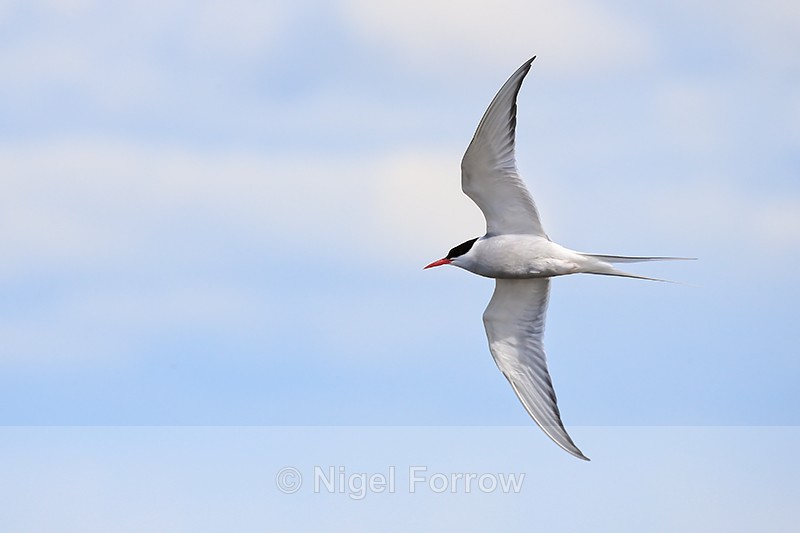 Flying Arctic Tern, Floi, Iceland - Arctic Tern