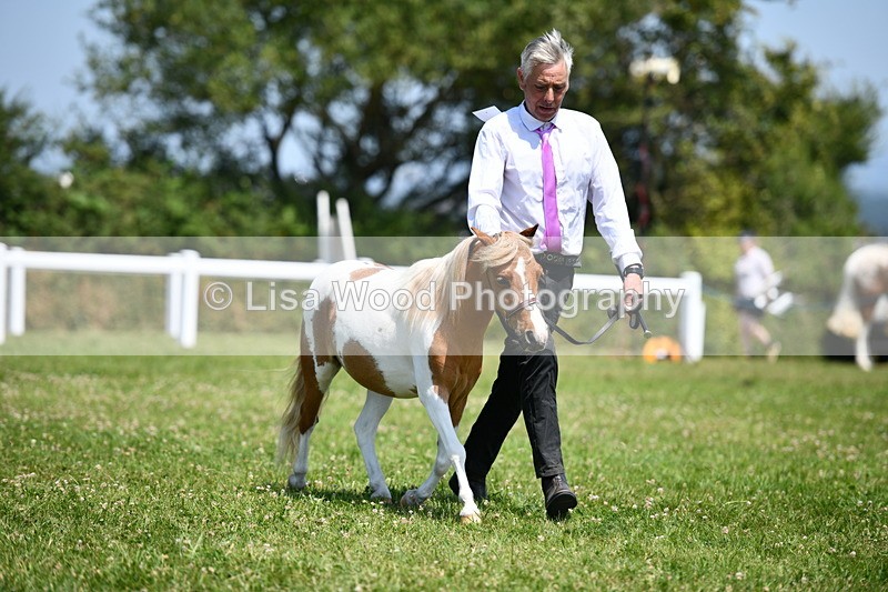 DSC_7674 - Class 64: Coloured Pony 4yrs & over