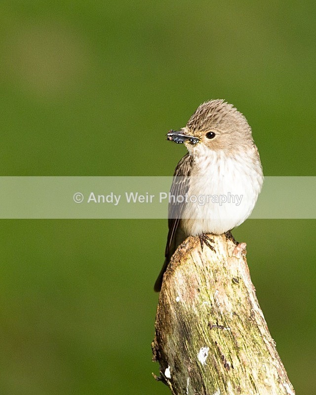 20110615-IMG_5908 - Flycatchers