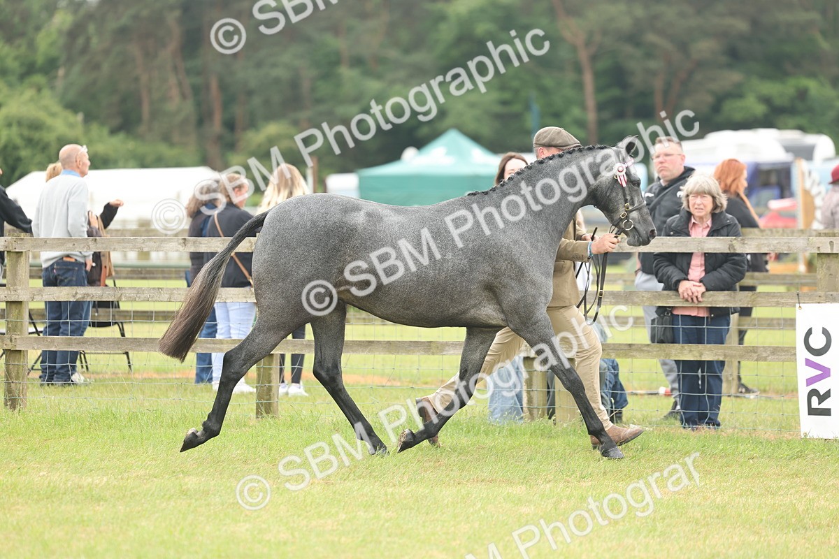 SBM_05455 - Class 68-73 - Riding Pony Breeding