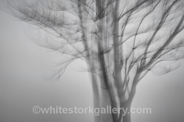  - Light In The Forest