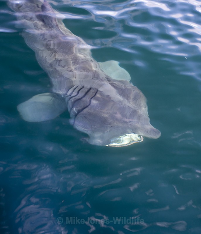 Basking Shark, Isle of Mull, Scotland - Basking Sharks ( ISLE OF MULL, SCOTLAND )