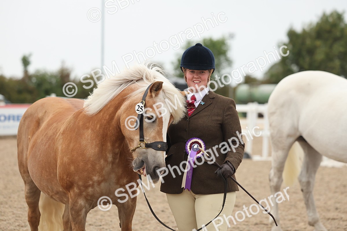 SBM_19451 - Class 317 - IH Pure Bred Horse-Pony