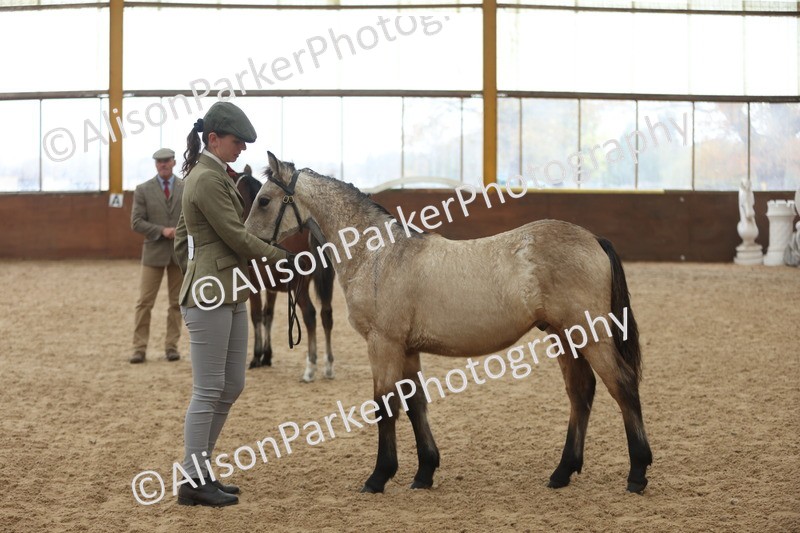 20251109-0793 - Class 24 - Foals