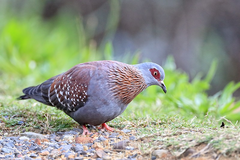 Speckled Pigeon foraging, Simon's Town, South Africa - Speckled Pigeon