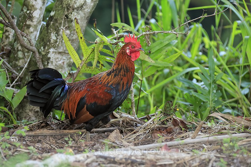 Red Junglefowl (male), Opaekaa Falls, Kauai - Red Junglefowl