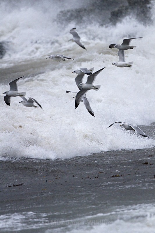 'Riders of the Storm', Isle of Mull - ISLE OF MULL WILDLIFE, Wildlife images from the Inner Hebrides