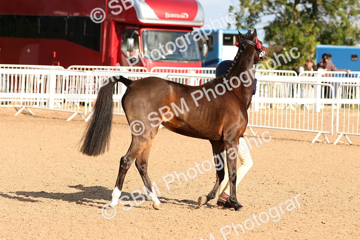 SBM_08630 - Class 203 - Young Handler 10 Years and Under