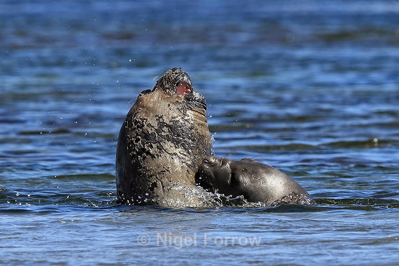 Elephant Seal attacks during fight, Carcass Island, Falklands - Seal