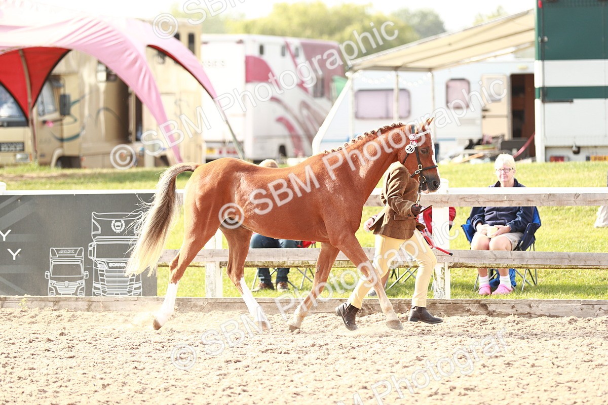 SBM_09874 - Class 203 Young Handler, 10 years and under