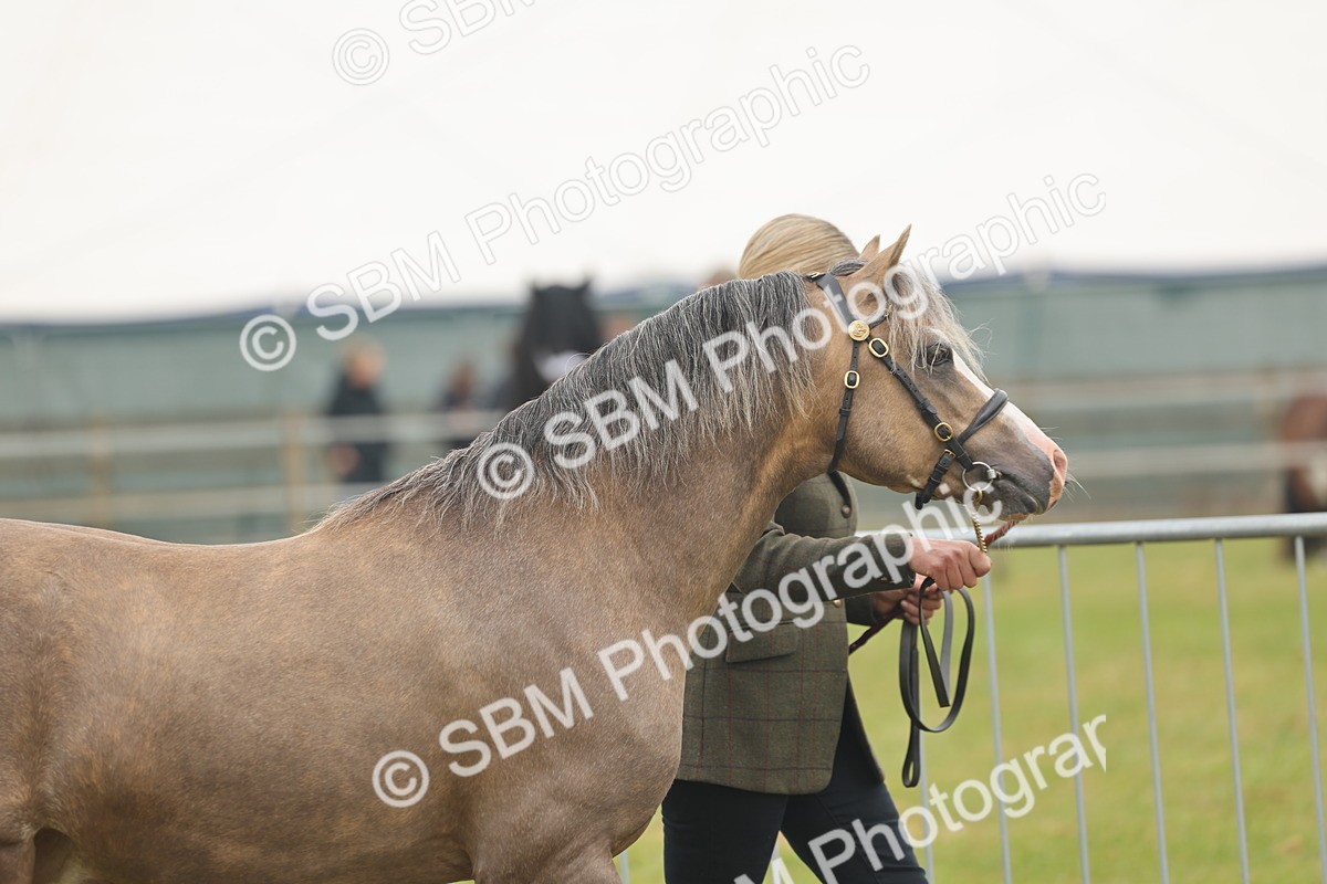 SBM_02105 - Class 50-57 - M&M Welsh Pony In Hand