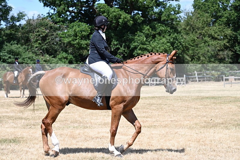 WJ7_2919 - Class 7 Riding Club Show Horse