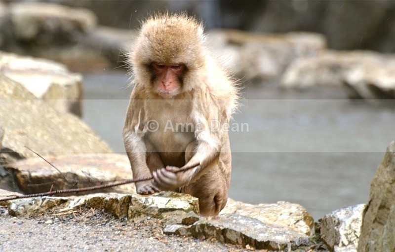 Perhaps I should have left it where it was... - Japanese wildlife - Snow Monkeys