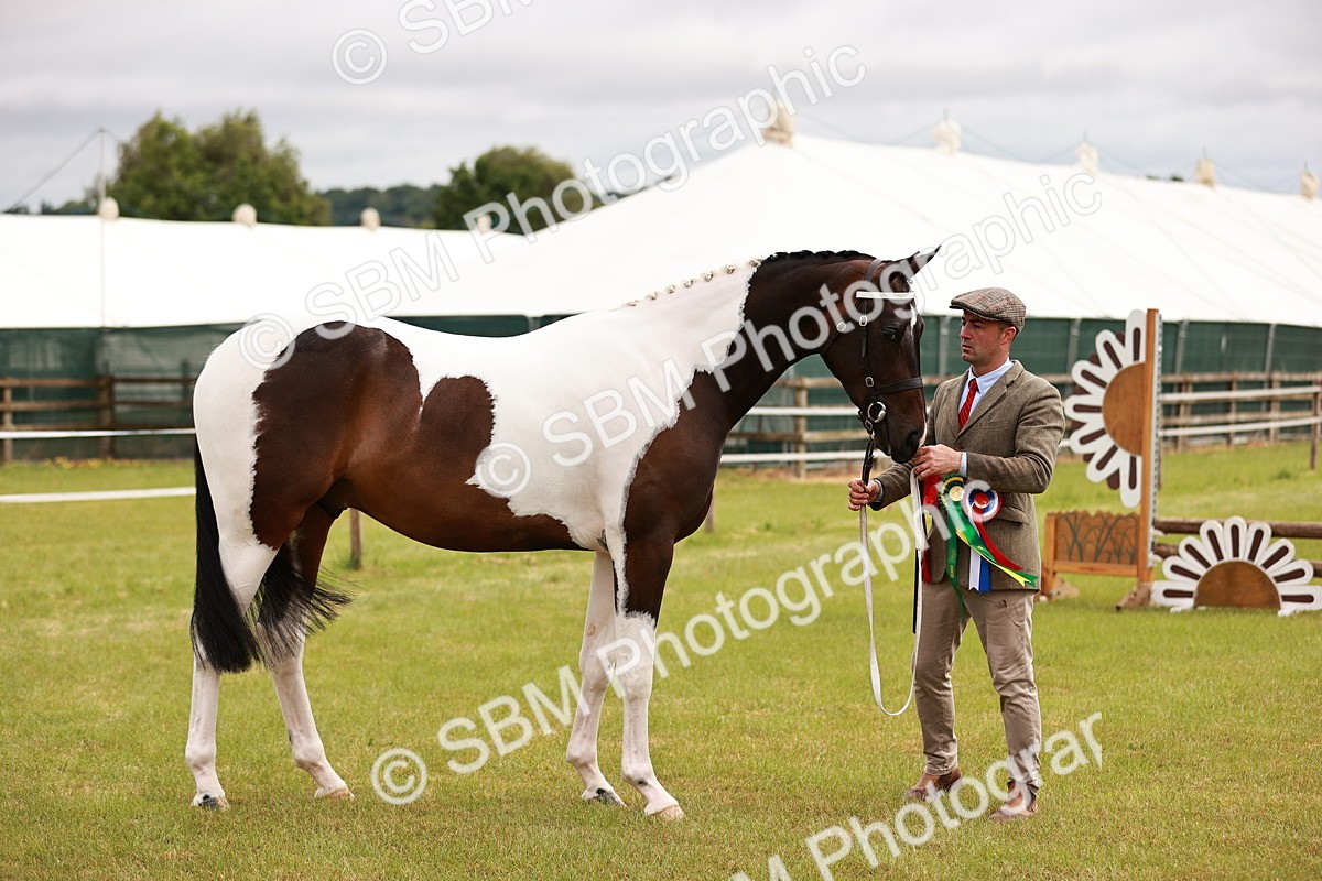 SBM_00832 - Class 26-30 Sport Horse In Hand