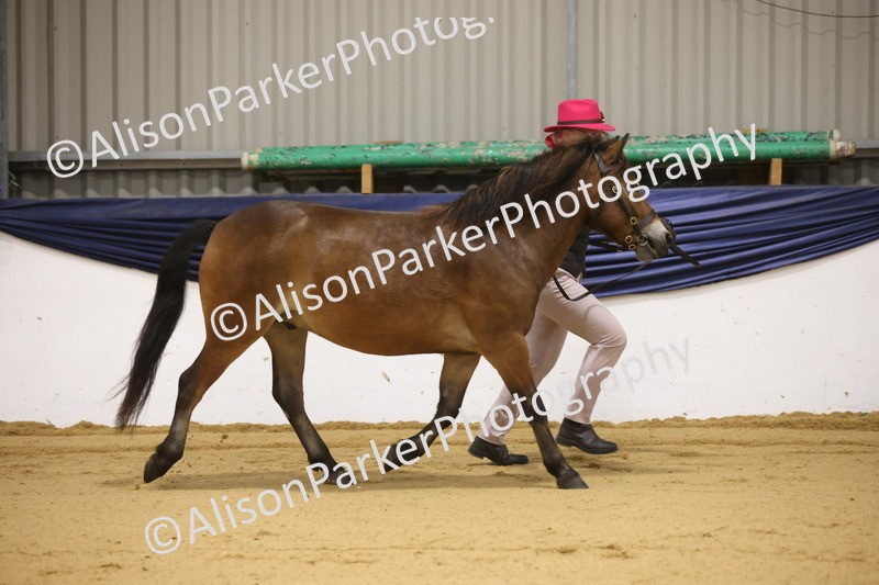 20260913-1016 - Class 109 - Bred On Exmoor In Hand