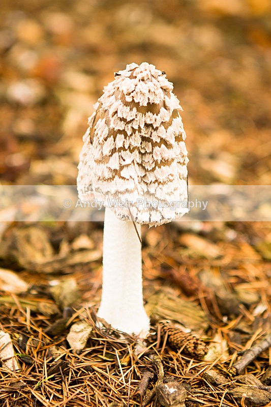 20131002-3K8A6728 - Fungii