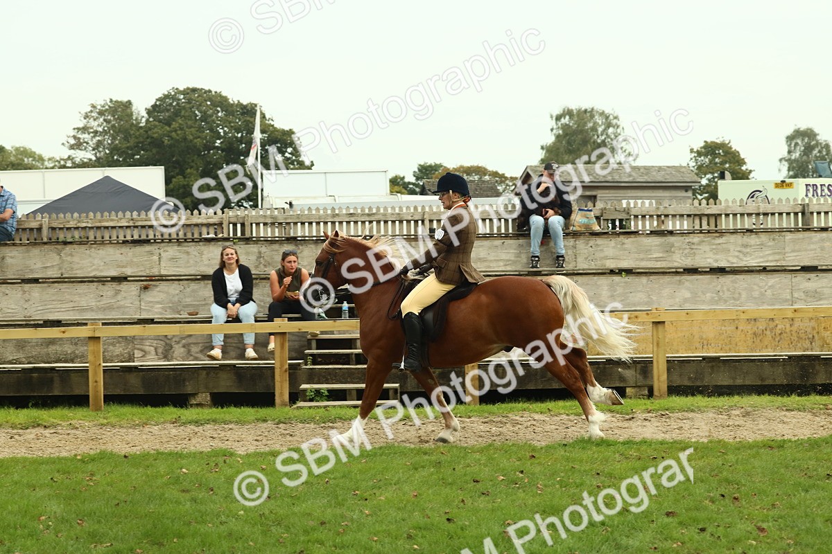 SBM_71970 - S60 - Mountain & Moorland Ridden Large Breeds