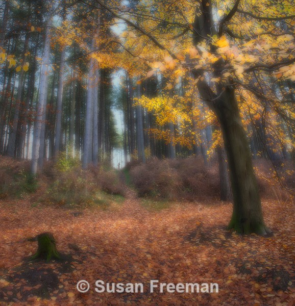 Through the Woods - Landscape