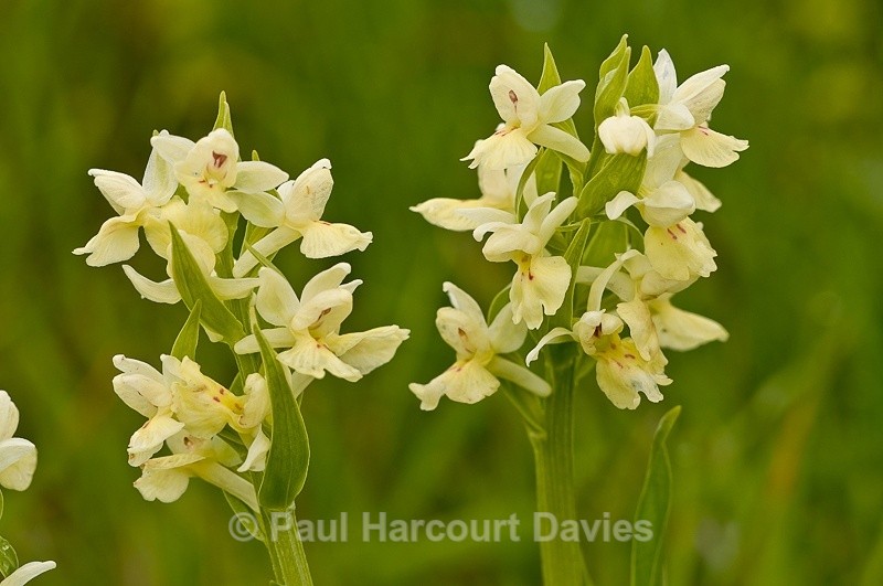  - Orchids - Dactylorhiza