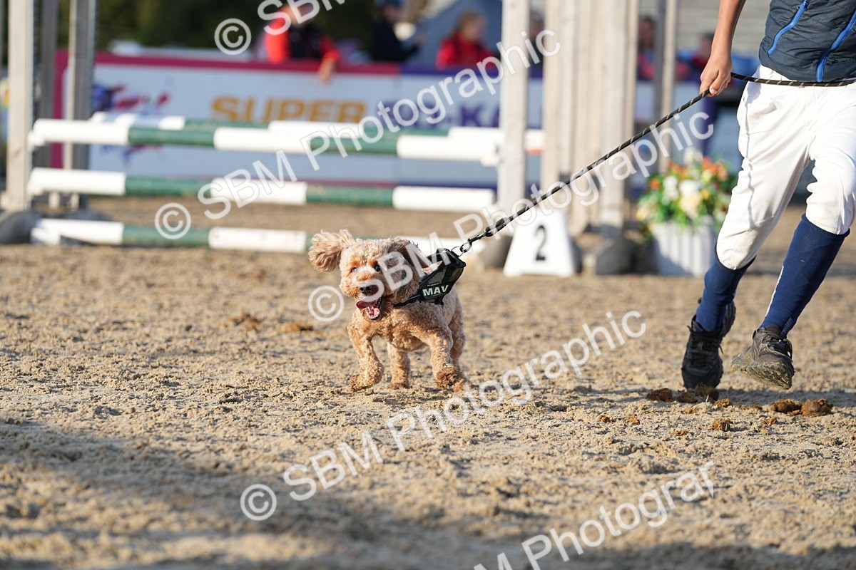 SBM_29447 - J44 - Horse & Hound Open 70cm