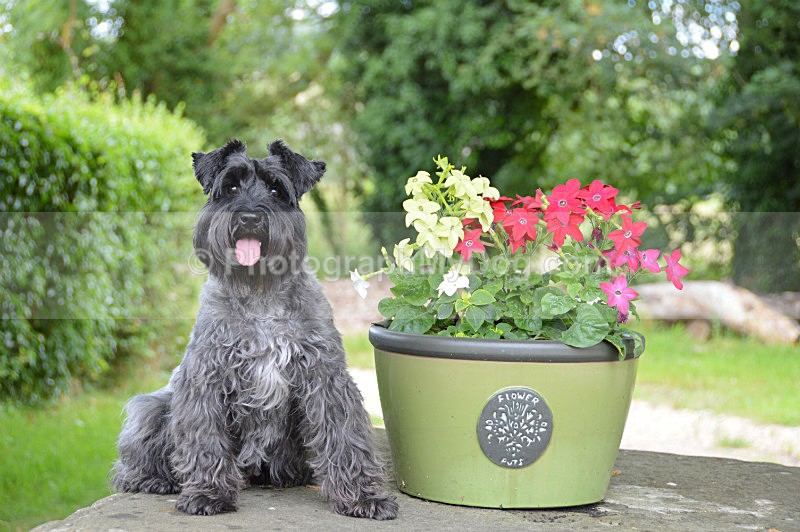  - Schnauzers