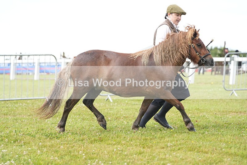 DSC04664 - Class 46: NPS Shetland Youngstock