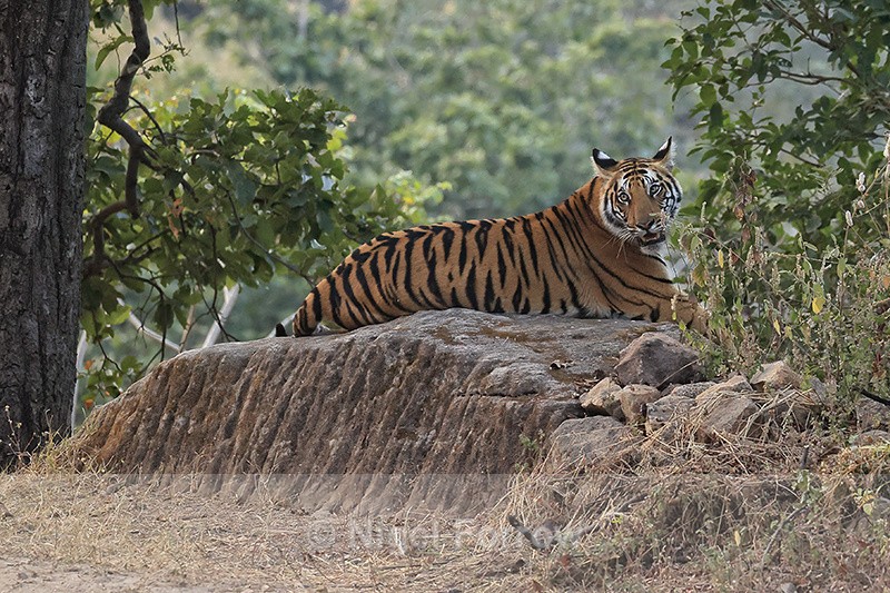 Bengal Tiger laying on rock, Bandhavgarh Reserve, India - Tiger