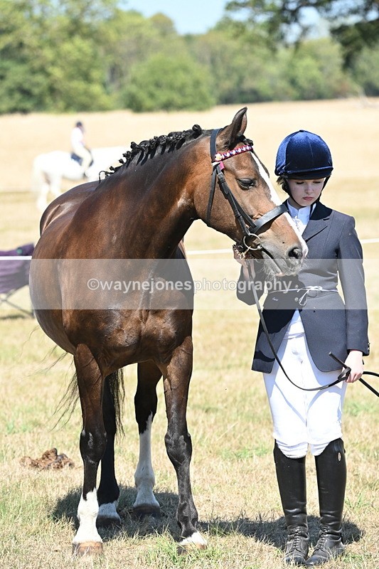 WJ6_8650 - Class 37b Best Loan Pony In-hand