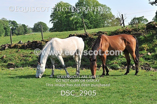 DSC_2905 - ARCHIVE REQUEST - Quincy and Guinness