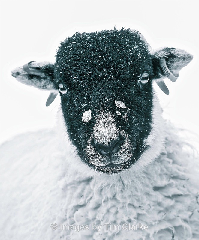 Herdwick Lamb 271962 - Wildlife