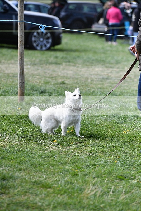 WJ5_0807 - Best in Show Championship
