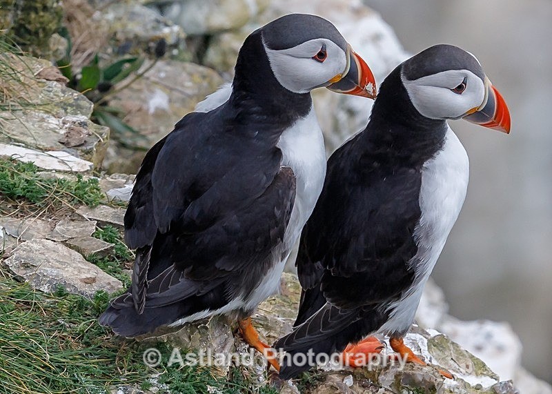 Astland Photography, Bird and Wildlife Images, Susan and Peter Wilson, U.K.