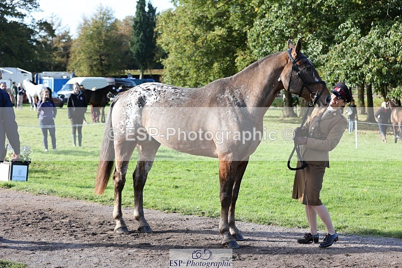 241027-102456-15873 - 501-Captain.Holly.Day-MUSTANG