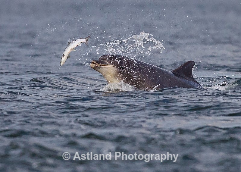 Astland Photography, Bird and Wildlife Images, Susan and Peter Wilson, U.K.