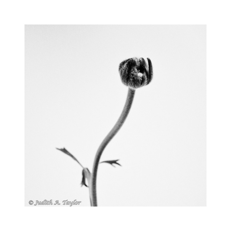 A single ranunculus bud.