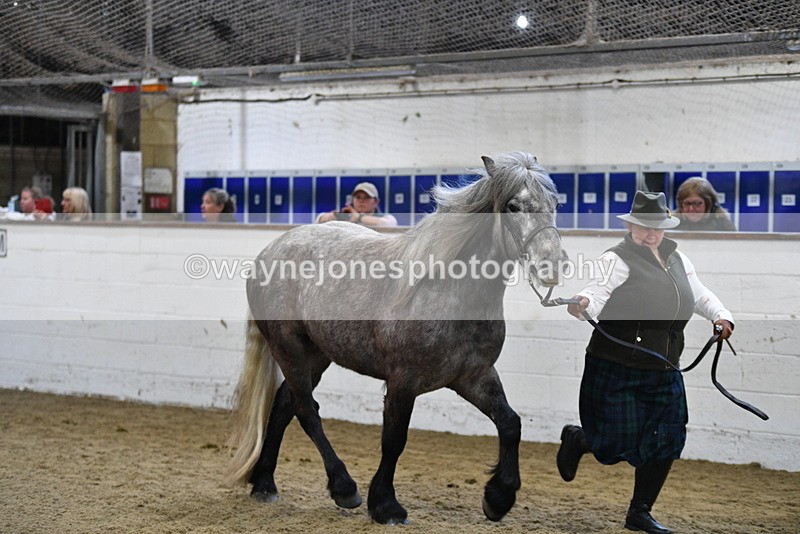 WJ5_3486 - Class 1 Youngstock