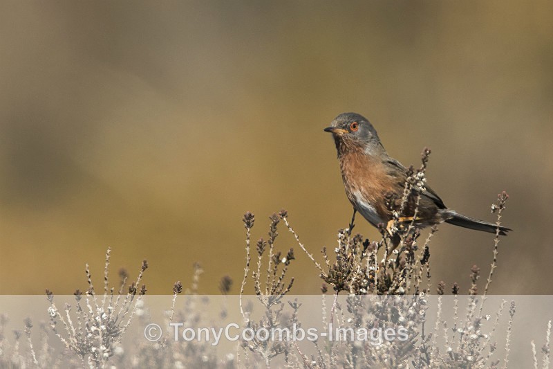 Dartford Warbler - Birds